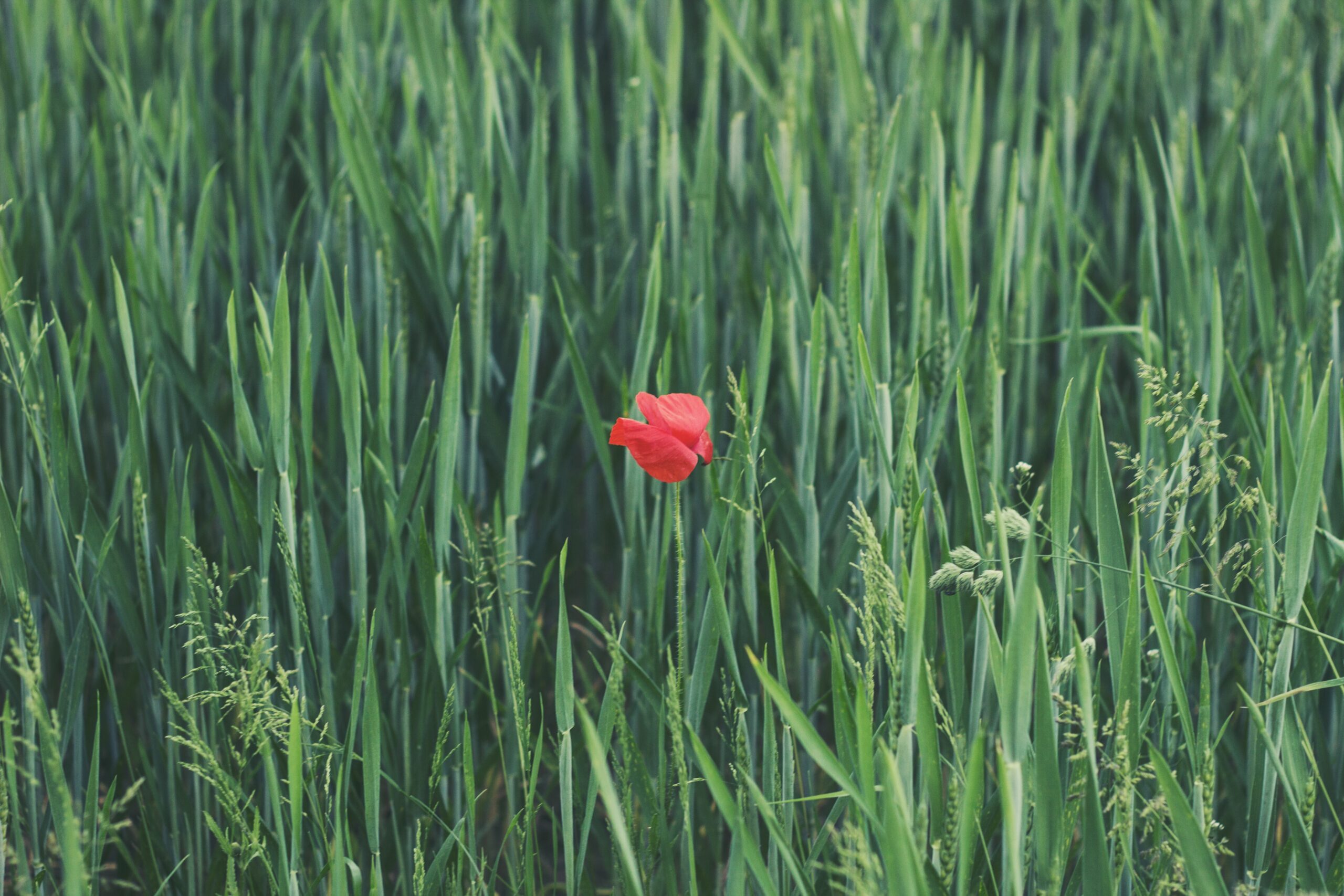 kai-brune-Z-gTyL0dOH4-unsplash